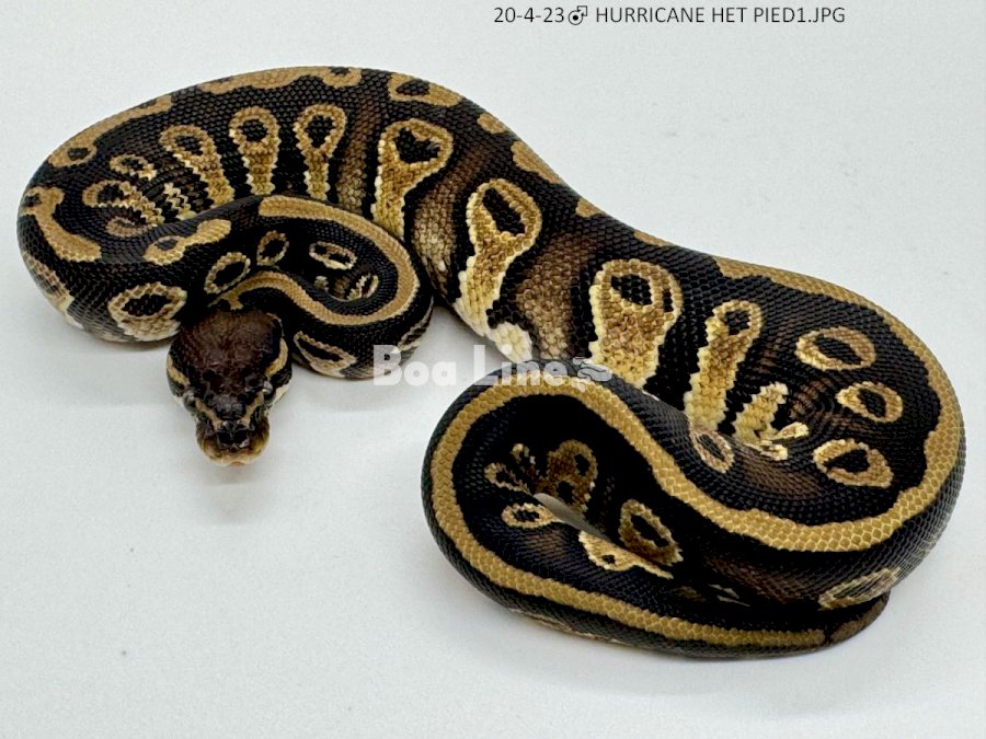 HURRICANE HET PIED